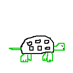 regular turtle